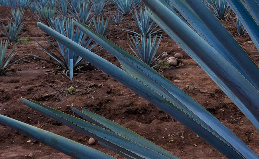 agave-tepatitlan-3